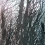 gray tree gray tree