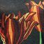 black/tulip black/tulip